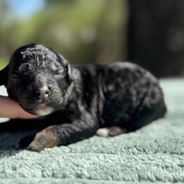 Raspberry Tart - Phantom female Poodle puppy in Arkoma, Oklahoma from My Muse Poodles