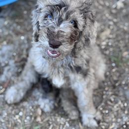 Kobe - Goldendoodle