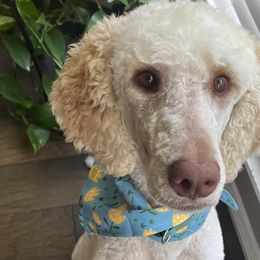 Bernedoodles, Poodles, and Springerdoodles from Trahan Farms