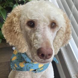 Bernedoodles, Poodles, and Springerdoodles from Trahan Farms