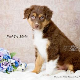 Rugger - Red tri-color male Australian Shepherd puppy in Mechanicsburg, Pennsylvania from TJ's Aussies