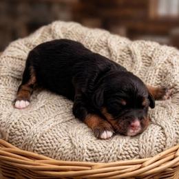 Luna - Black and tan female Cavapoo puppy in Salt Lake City, Utah from SunnySide Mini Doodles