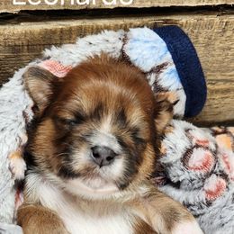 Leonardo - Red male Lhasa Apso puppy in Jefferson, New York from Absolute Lhasa Love