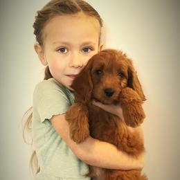 EVEREST - male Cavapoochon puppy in Fredericksburg, Ohio from Timshell Farm Specialty Crossbreed Puppies