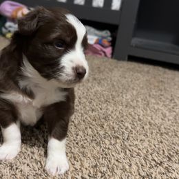 Boy 2 - Red & white male Miniature Australian Shepherd puppy in Bloomington, Indiana from Above All Aussies