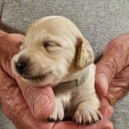 Olive Grey Collar Male - Cream male Dachshund puppy in Trade, Tennessee from TN Miniature Dachshunds & Basset Hounds