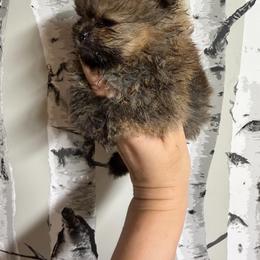 William - Orange sable male Pomeranian puppy in Grayslake, Illinois from Touch Of Clouds Poms
