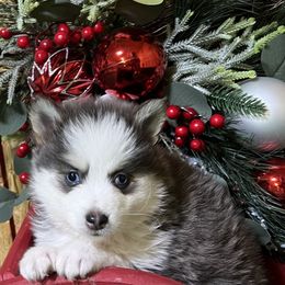 Rumor's blue boy - Blue male Pomsky puppy in Enid, Oklahoma from Mile Hi Pomskies