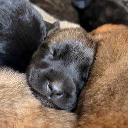 Medium sized black mask male - Black sable male Belgian Malinois puppy in Dallas, Texas from RoyalHaus Malinois