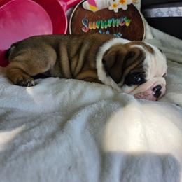 Slim - Fawn and white male Bulldog puppy in Cardington, Ohio from A & J Miniature Dachshunds & Bulldogs