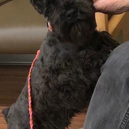 Miniature Schnauzers from Zurilgen Family of Miniature Schnauzers