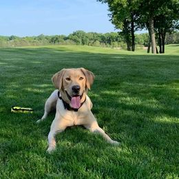 Labrador Retrievers from L&J Labradors