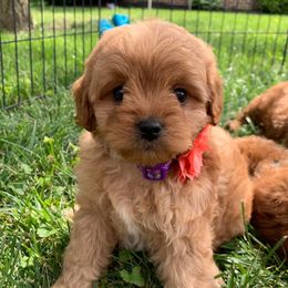 Cavapoos and Goldendoodles from Del-Frunessa’s English Goldendoodles