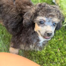 Sonic - Black male Poodle puppy in Palm Coast, Florida from Fiesta Pups