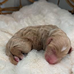 Boy 1 - Red male Aussiedoodle puppy in Pomona, California from Socal Aussiedoodles