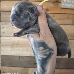 Blue sable - Blue and white female Great Dane puppy in Norwalk, Ohio from Swanger Danes