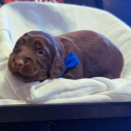 Dachshund Puppies from Short and Sassy Doxies