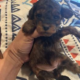 Lady Belen - Phantom female Maltipoo puppy in Southern,, California from Maltipoo Tiny Pups & More