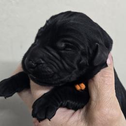 Orange collar boy - Black male Giant Schnauzer puppy in Billings (Bil), Montana from Kaiser's Giants