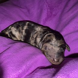 Indigo - Merle female Goldendoodle puppy in Philadelphia, Pennsylvania from Jah’s Retrievers
