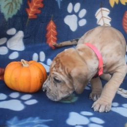 Fawn Merle Female Hot Pink Collar - Merlequin female Great Dane puppy in Alvarado, Texas from Texas Blue Danes