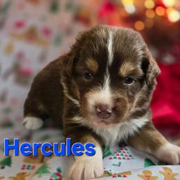 Hercules - Red tri-color male Australian Shepherd puppy in Smithfield, Utah from Invictus Farms
