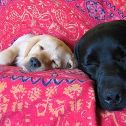 Labrador Retriever Puppies from Caerleon Ranch