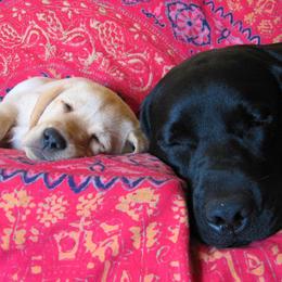 Labrador Retriever Puppies from Caerleon Ranch