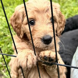 Goldendoodle Puppies from Muddy Acre Pups