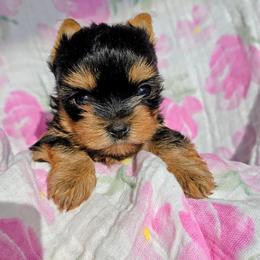 Bitsy - Black and tan female Yorkshire Terrier puppy in Bartlesville, Oklahoma from Chracy's yorkie babies