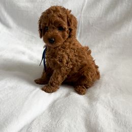 Theo - Red  male Poodle puppy in Missouri from Midwest Miniature Poodles