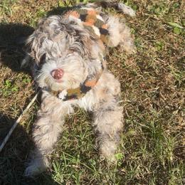 Saint, NOW K A S H - Merle male Cockapoo puppy in Lillington, North Carolina from Peace, Love, and Puppies at the Creek