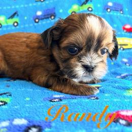 Randy - Red male Shih Tzu puppy in Hemet, California from Aloha Shih Tzu