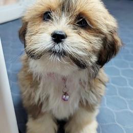 Antonia - Red gold female Lhasa Apso puppy in Jefferson, New York from Absolute Lhasa Love