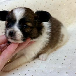 Minnie (Dark pink) - White and sable female Papillon puppy in Chattanooga, Oklahoma from Lottie Dottie Scottie’s and Papillons