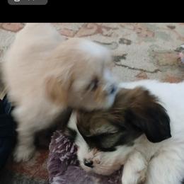 Lhasa Apso Puppies from Cynthia's Lhasa Apsos