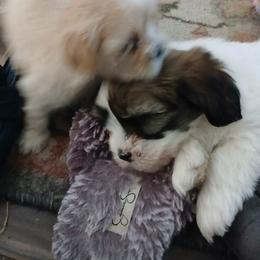 Lhasa Apso Puppies from Cynthia's Lhasa Apsos