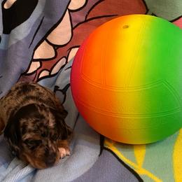 FRECKLES - Dapple female Dachshund puppy in Elizabethtown, Kentucky from Teeny Tiny Puppy Tails