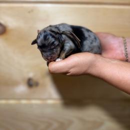 Reef - Blue merle male Australian Shepherd puppy in Eubank, Kentucky from Ashlee's Aussies