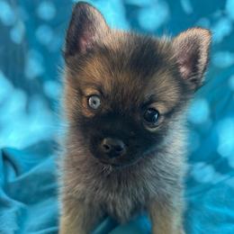 Warrior (Boy 2) - Brindle male Companion Cross puppy in Indian Springs, Nevada from Spinner puppies