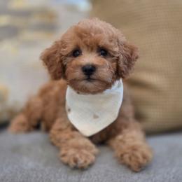 Drew - Red  male Goldendoodle puppy in Leander, Texas from Doodle Doula