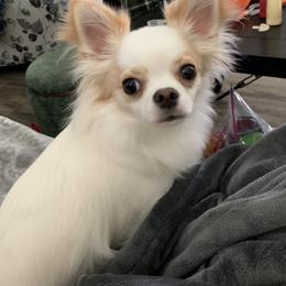 Chihuahua All Grown Up from Sugar Cookie Chihuahuas