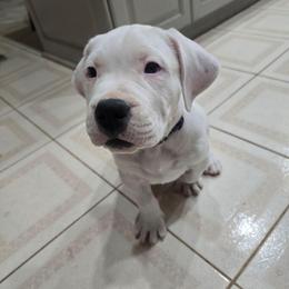 Purple - White female Dogo Argentino puppy in Utah from MMK9S