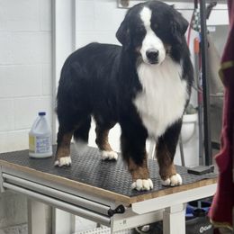 Bernese Mountain Dog and Golden Retriever All Grown Up from Gold Point Pups