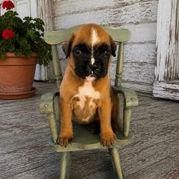 Bruno - Fawn male Boxer puppy in Abilene, Texas from L&L Euro Boxers and Small Town Shih Tzus