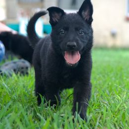 Red collar - Black female German Shepherd puppy in Inverness Highlands South, Florida from Von der Tetiaroa German Shepherd dogs
