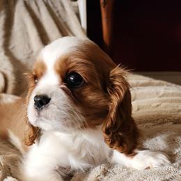 Hazel - Blenheim female Cavalier King Charles Spaniel puppy in Simi Valley, California from Above All Else Love