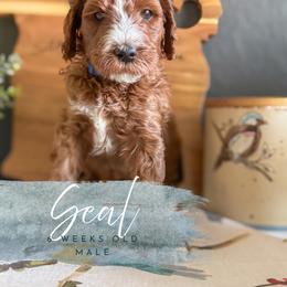 Seal - Red  male Goldendoodle puppy in Garden Grove, California from Sunkissed Doodles
