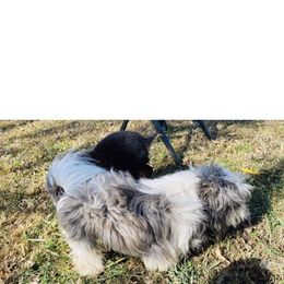 Bandit - Shih Tzu