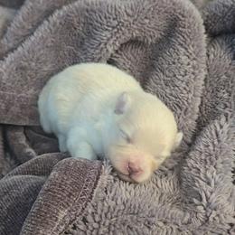 Ace - Cream male Pomeranian puppy in Newport News, Virginia from Itty Bitty Poms